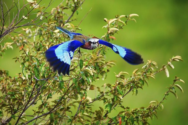 KENYA Lake Nakuru – Oct 2019