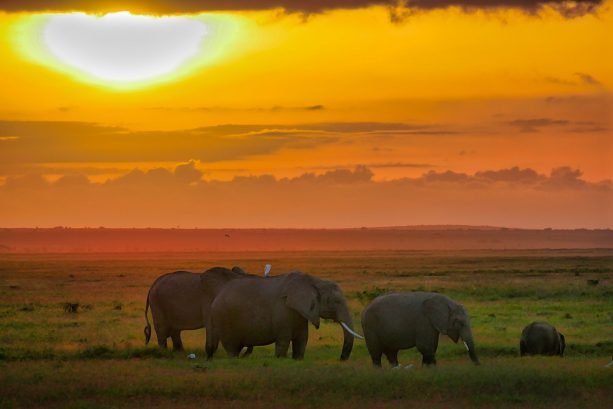 KENYA Amboseli – Apr 2017